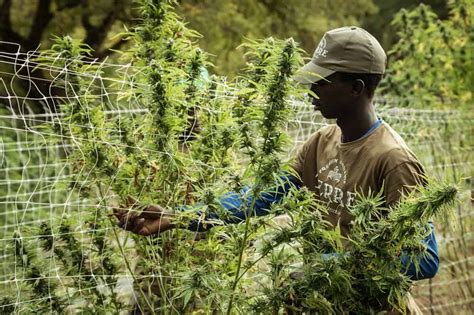 56 Cannabis grower jobs in California. Most relevant. Foos Gavin Law Firm, P.C. …